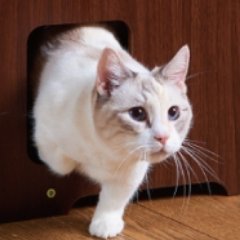 catoilet's profile picture. んぎ