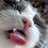 Scripted子猫ちゃん⇒のアイコン