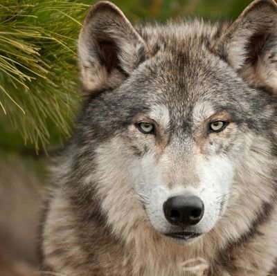 ( Play 🐾 Wolfs )
follow = follow
پیج قبلی به اسم @wolfbaz1 قفل شده دوستان، در حال حاضر این اکانت فعلی بنده اس