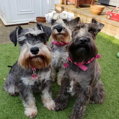 Hi iz Bella n dis is mi sisfur Betsy and nu sisfurs Bea wi iz wavin our paws to dem hoomans n woofin at dem schnoozers iz proud members ov da #SchnauzerGang