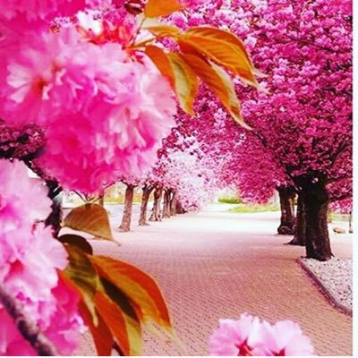 🌷Want for yaself what you want for ya brother/sister🌷#AyshaThawts #AyshaWear #AyshaMeals #UmmSahdeeq #Amatullah #JuJu 🌷
