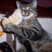 Henry (@quadpawd) 's Twitter Profile