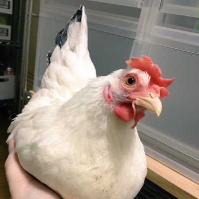 桂チャボのらんちゃん♀です🐔マンション暮らしのお座敷チャボ😍イワシャコ のモコ♀、白文鳥の悟飯♀、桜文鳥の時雨♂、碁石チャボてんちゃん♀、パンダマウス、スナネズミ、🐟など。鳥歴はヒメウズラ、コザクラインコ、ヨウム(実家にいる)🍎🫑ヌシの姉