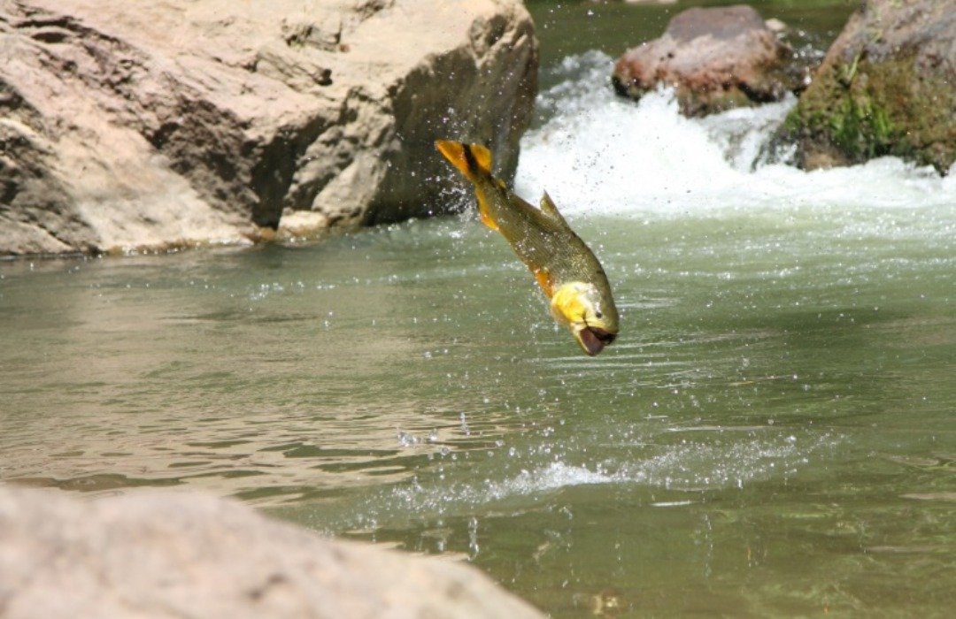 Accesorios de Pesca