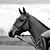 Spend my time having fun and producing my homebreds & youngsters for eventing and hunting. Live life to the full and take each day as it comes, lifes too short!