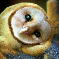 Peta Hootwills (@peta_boiston) 's Twitter Profile Photo Peta Hootwills (@peta_boiston) 's Twitter Profile Photo
