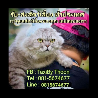 บริการ #PetTaxi #รับส่งสุนัข #รับส่งแมว #รับส่งสัตว์เลี้ยง #AnimalWrangler #CatWrangler #ดูแลแมวในกองถ่าย ระดับมืออาชีพ .. ติดต่อสอบถาม
Tel+Line : 081-5674677