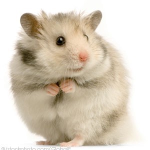 Hamster Schutzbund Profile