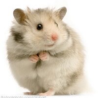 Hamster Schutzbund (@dhsb) Twitter profile photo