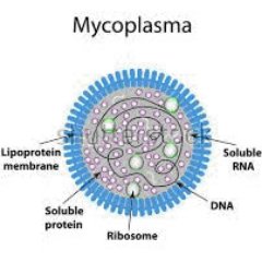 Molti studi, pubblicati hanno dimostrato il legame tra le infezioni da micoplasma e Autoimmune diseases.