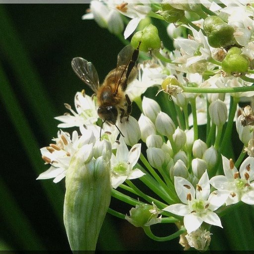 AnneLRA's profile picture. 