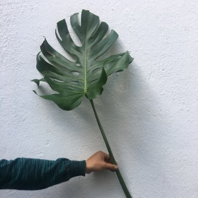 Vivero Boutique. La planta que busque, acá se la conseguimos.