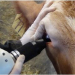 BSE, chronic wasting disease, and scrapie research at the National Animal Disease Center; Retinal pathology of protein misfolding diseases at Iowa State Univ.