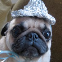 PUGSPIRACY (@pugspiracy) 's Twitter Profile Photo PUGSPIRACY (@pugspiracy) 's Twitter Profile Photo