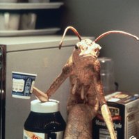 Hoz (@hoz___) 's Twitter Profile