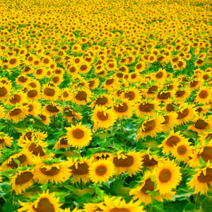 CenturyFarm's profile picture. You are going to love this! See you soon!