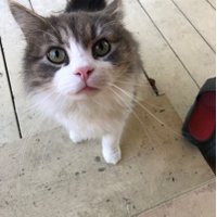 Candace Flener (@candeedmd) 's Twitter Profile Photo