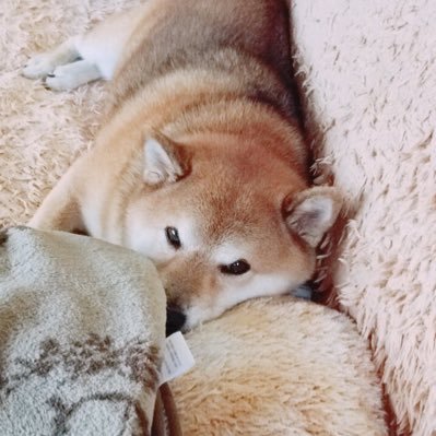 Kazu8_Base's profile picture. 