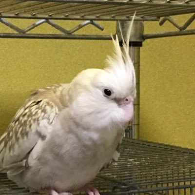 Yume_Buncyou's profile picture. 鳥とゲームを愛するオタクです
オカメインコ２羽イワウロコインコ１羽を飼っています
長いこと文鳥を飼ってないので寂しい(´；ω；｀)
現在ハマっているのは艦これ、刀剣乱舞
嵐は永遠の秘書艦
へし切長谷部は永遠の近侍