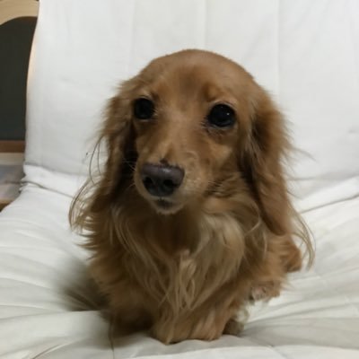 wjDkLLLnStsAaIu's profile picture. はじめまして、よろしくお願い致します。私は、堂本剛さんと浜崎あゆみやアニメや漫画、ゲームやお相撲さんとかいろいろ興味があります。家では、犬🐶を飼っています。仲良くして下さいね。