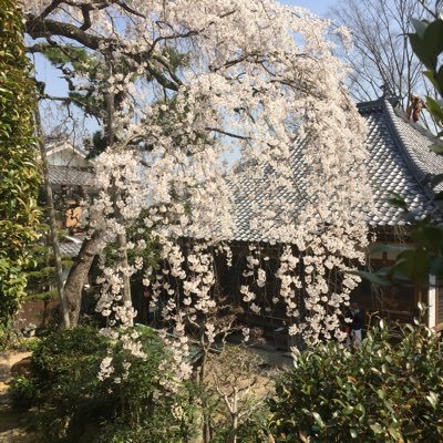 兵庫県 #川西市 にある高原寺（浄土真宗本願寺派）の公式アカウントです。境内に咲く四季折々のお花🌼と、そのお花を手水鉢に浮かべた「花手水」を中心に紹介します。春には樹齢300年を超えるエドヒガン種のしだれ桜🌸の開花状況もお伝えしています。 電話 072-799-0627