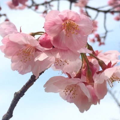 sakura_tea_2018 Profile Picture