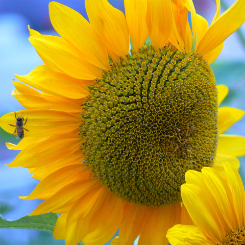 pecman1's profile picture. 