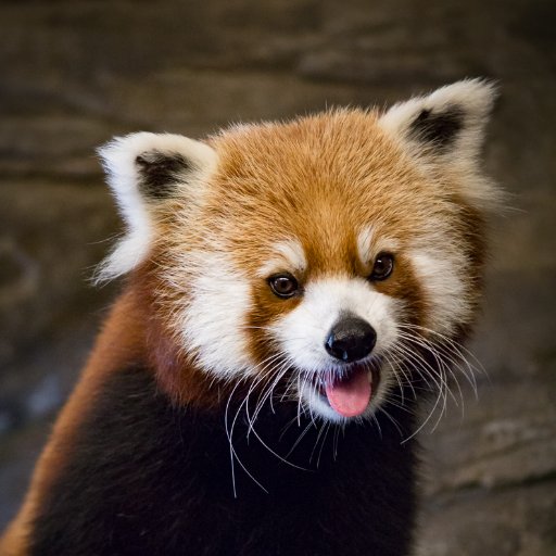 Red Panda at Chattanooga Zoo