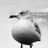 moertelturtle's profile image