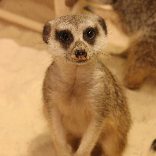 One of the bunch but I stand out because I’m the cutest! Living with my brothers and sisters at the Chattanooga Zoo.