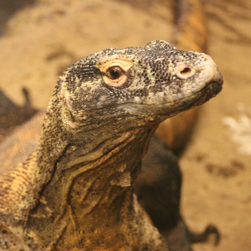 Komodo Dragon at Chattanooga Zoo