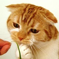 Вдумчивый котик(@neural_cat) 's Twitter Profileg