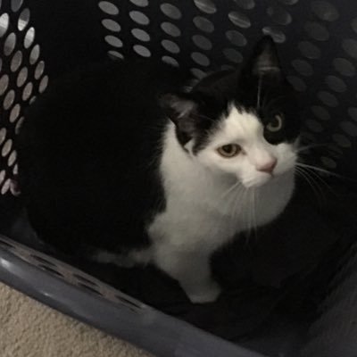 Kronk987's profile picture. #Resist #TRE45SON #BoycottFoxNews Proud 🏳️‍🌈 supporter #Biden2020 #Voteblue #AdoptDontShop #UniversalHeathCare #LockUpTrumpFamily #StandUpToRacism #BLM