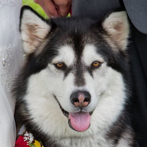 KieszasMals's profile picture. Kiesza's Alaskan Malamute's is a small Family ran breeder of AKC Registered Alaskan Malamutes, named after our Baby Girl Kiesza!