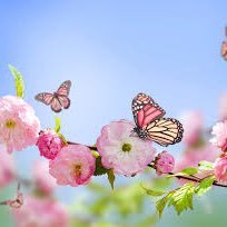 Ciavarra_DP's profile picture. 