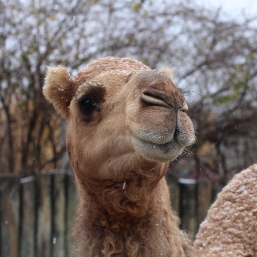 Camel at Chattanooga Zoo