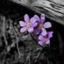 Alshehri ღ (@shrifah07) Twitter profile photo Alshehri ღ (@shrifah07) Twitter profile photo