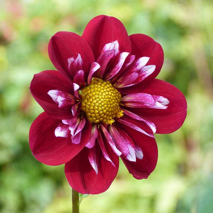 MargaretGMills's profile picture. 