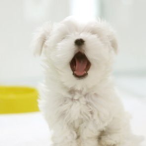 riteolivia1's profile picture. Hi. I'm Olivia. I love cute puppy❤️