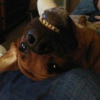 sharon (@bellasarge2) 's Twitter Profile