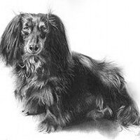 Black Dogs (@blackdogsleeds) 's Twitter Profile