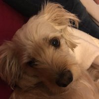 Elyse (@elysedeckert) 's Twitter Profile