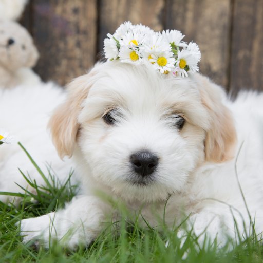 FriendlyMaltese's profile picture. Follow us if you love Friendly Maltese. 📣 Turn ON post notification! 🐕 Use #friendlymaltese for your chance tobe featured!🙏🏻🙏🏻🙏🏻