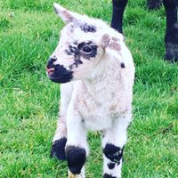Chubb Family Farm (@chubbfamilyfarm) 's Twitter Profile