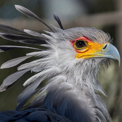 My full names are Sagitarius Serpentarius, aka Sir Pen. I dictate my Bird stories to my typist, she translates our Bird Slingo into fairly readable material.
