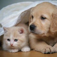 動物・癒し動画 (@doubutu_iyashi1) 's Twitter Profile Photo 動物・癒し動画 (@doubutu_iyashi1) 's Twitter Profile Photo