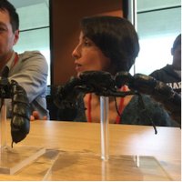 Andrea Lucky (@aluckymyrmex) 's Twitter Profile