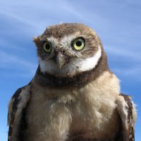 Corey Riding (@coreysriding) 's Twitter Profile