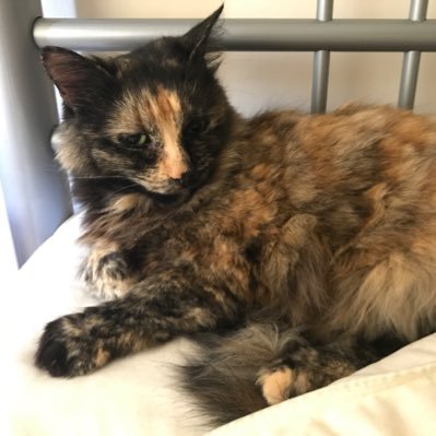RIP my gorgeous sister Sapphire. I’m now taking over her acc. Long haired gorgeous tortie, rescued from RSPCA Sheffield. ❤️’s fresh chicken and bedtime snuggles