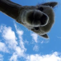 Hilltop Farm Alpacas(@AlMacasAlpacas) 's Twitter Profile Photo